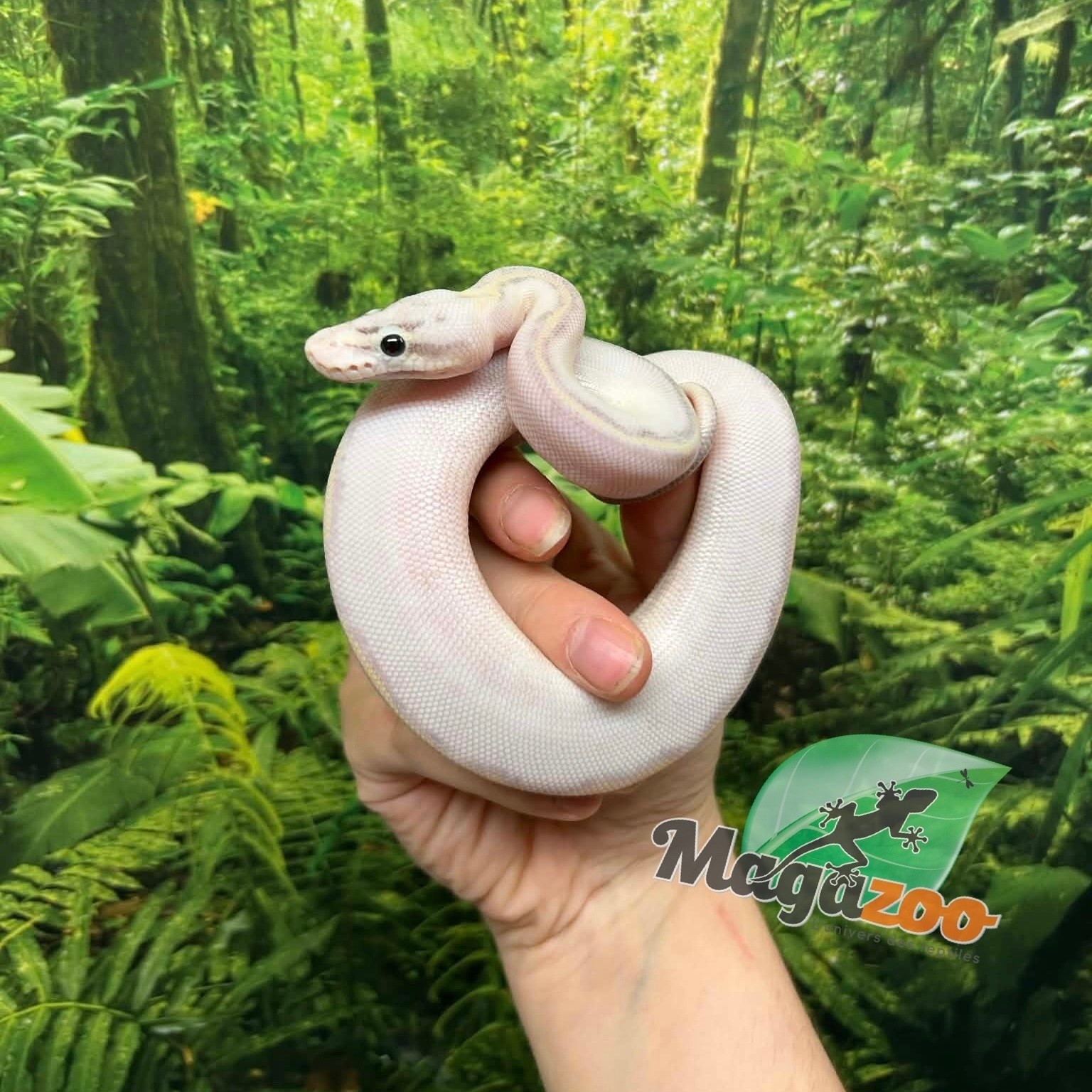 Magazoo Python royal Ivory (het. Hypo)(50% het. pied) Bébé #3 (14 Mai 2026)