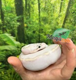 Magazoo Python royal Ivory (het. Hypo)(50% het. pied) Bébé #3 (14 Mai 2026)