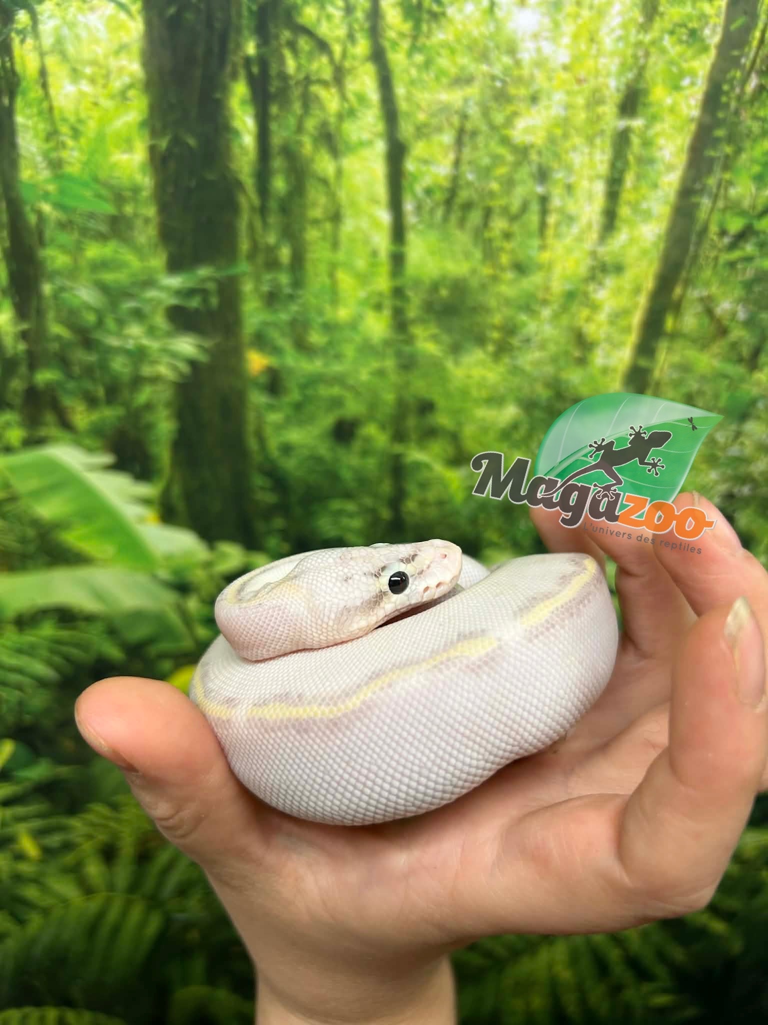 Magazoo Baby Ivory (het. Hypo)(50% het. pied) Ball python #3 (May 14, 2026)