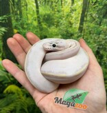 Magazoo Baby Ivory (het. Hypo)(50% het. pied) Ball python #3 (May 14, 2026)