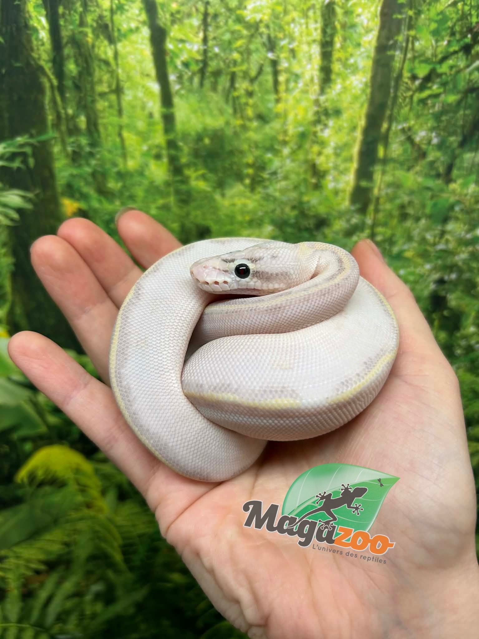 Magazoo Python royal Ivory (het. Hypo)(50% het. pied) Bébé #3 (14 Mai 2026)