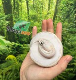 Magazoo Python royal Ivory (het. Hypo)(50% het. pied) Bébé #3 (14 Mai 2026)