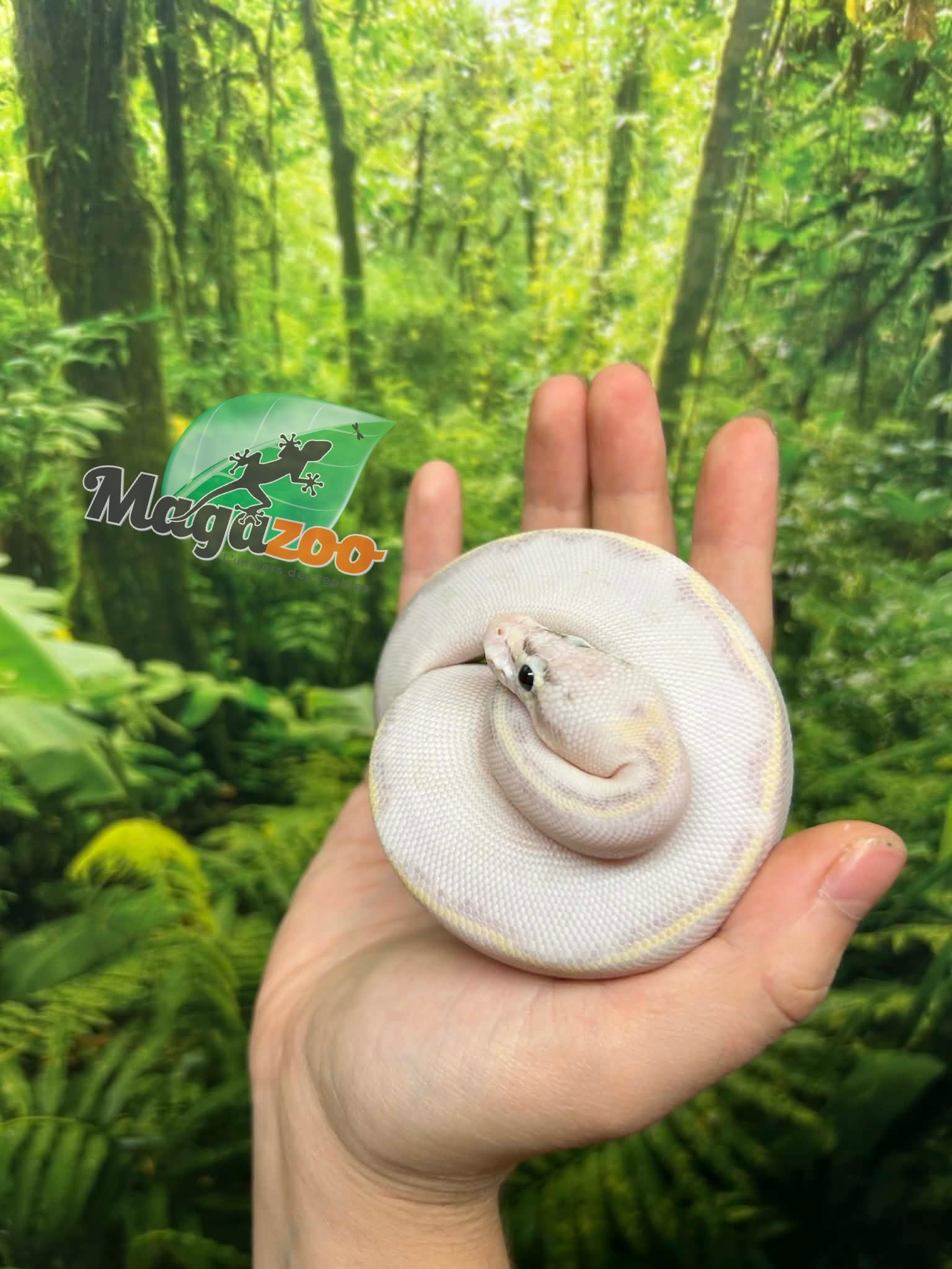 Magazoo Baby Ivory (het. Hypo)(50% het. pied) Ball python #3 (May 14, 2026)