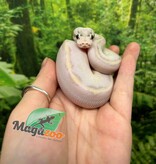 Magazoo Python royal Ivory (het. Hypo)(50% het. pied) Bébé #2 (14 Mai 2026)