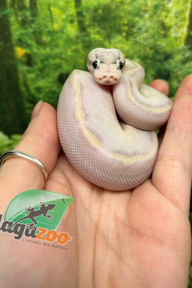 Magazoo Python royal Ivory (het. Hypo)(50% het. pied) Bébé #2 (14 Mai 2026)