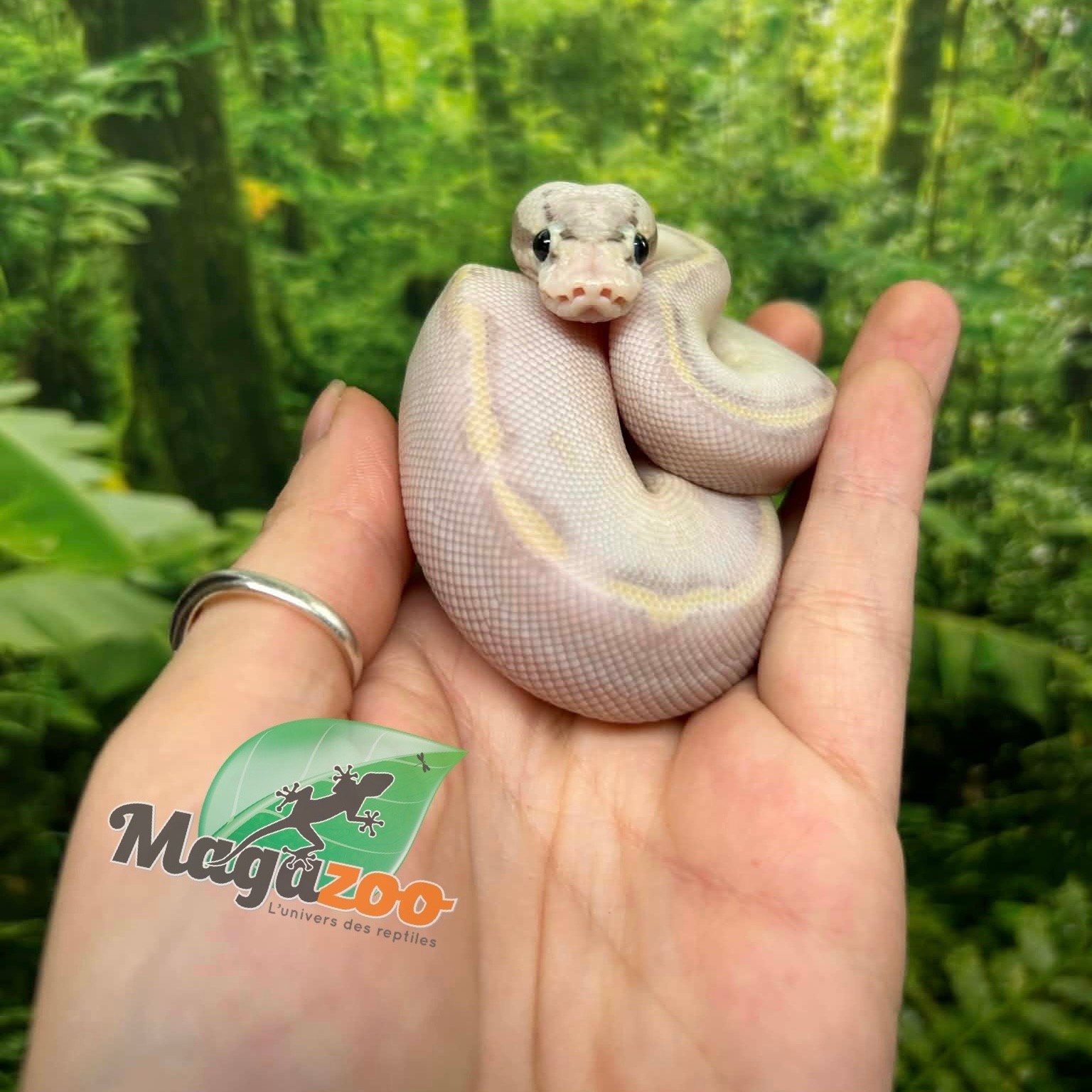 Magazoo Baby Ivory (het. Hypo)(50% het. pied) Ball python #2 (May 14, 2026)
