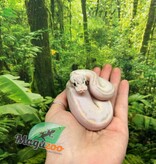 Magazoo Python royal Ivory (het. Hypo)(50% het. pied) Bébé #2 (14 Mai 2026)