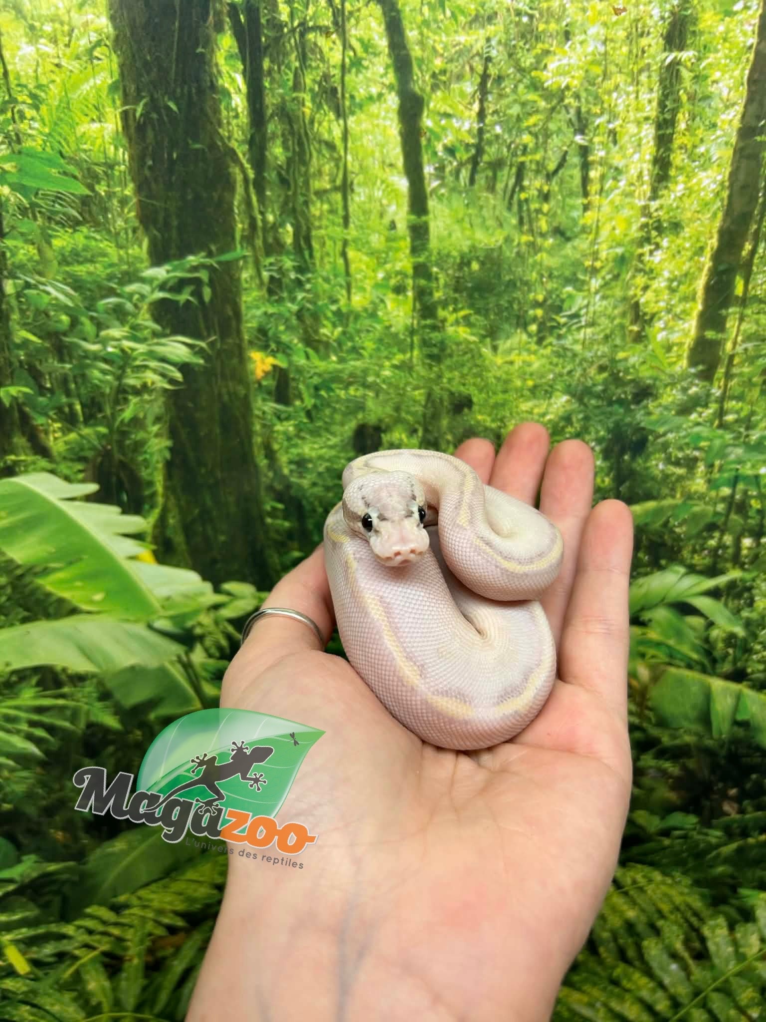 Magazoo Python royal Ivory (het. Hypo)(50% het. pied) Bébé #2 (14 Mai 2026)
