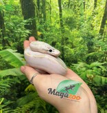 Magazoo Baby Ivory (het. Hypo)(50% het. pied) Ball python #2 (May 14, 2026)