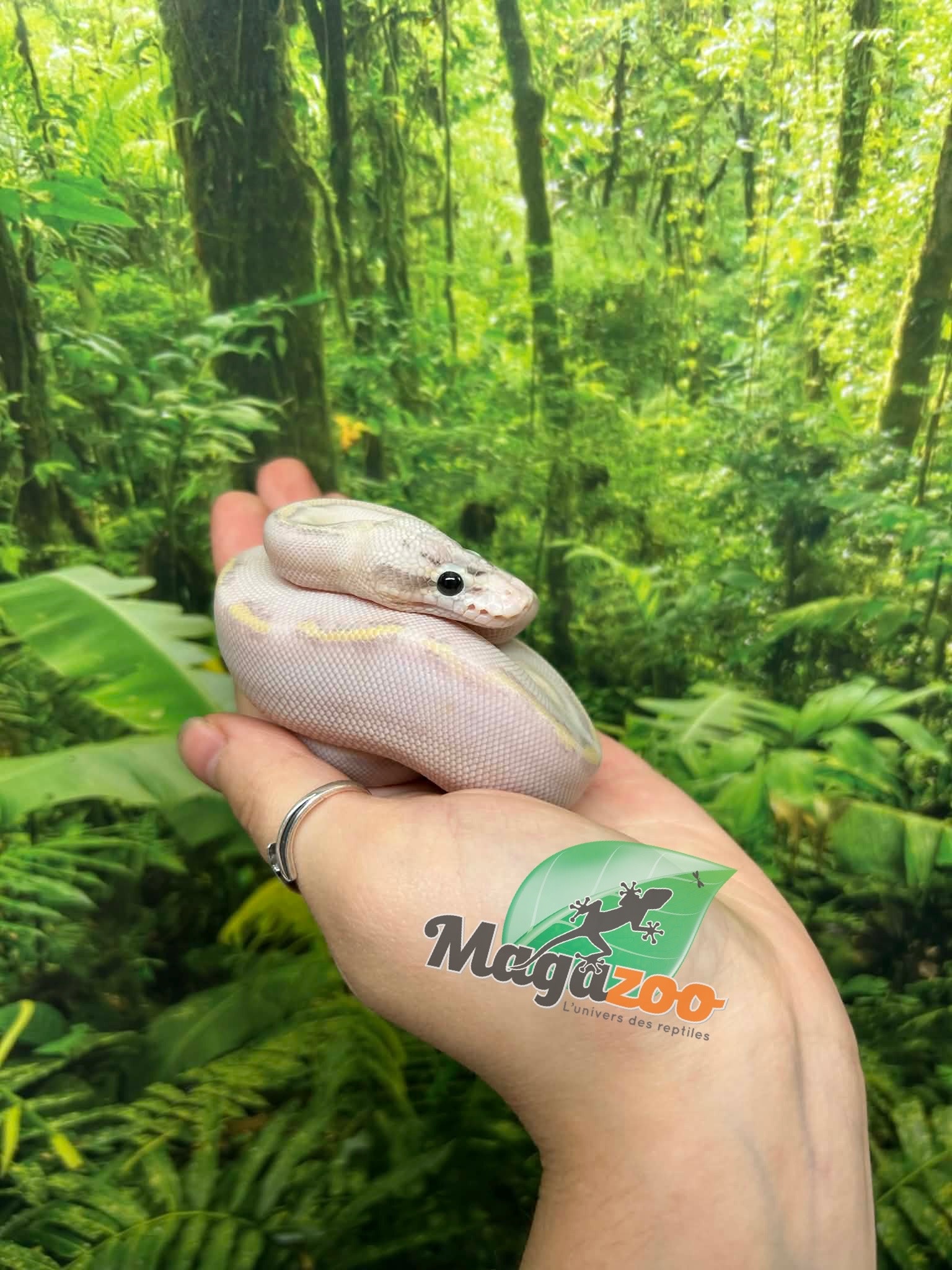 Magazoo Baby Ivory (het. Hypo)(50% het. pied) Ball python #2 (May 14, 2026)