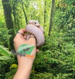 Magazoo Baby Ivory (het. Hypo)(50% het. pied) Ball python #2 (May 14, 2026)