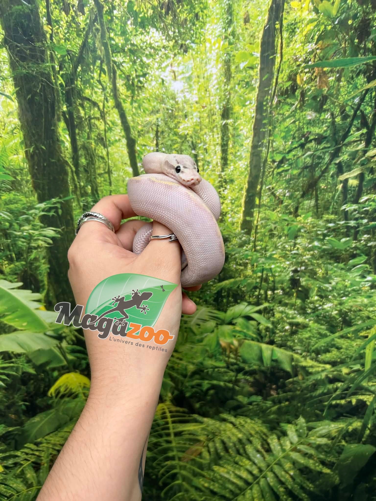 Magazoo Python royal Ivory (het. Hypo)(50% het. pied) Bébé #2 (14 Mai 2026)