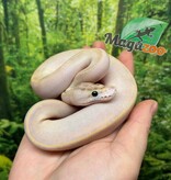 Magazoo Baby Ivory (het. Hypo)(50% het. pied) Ball Python #1 (May 14, 2026)