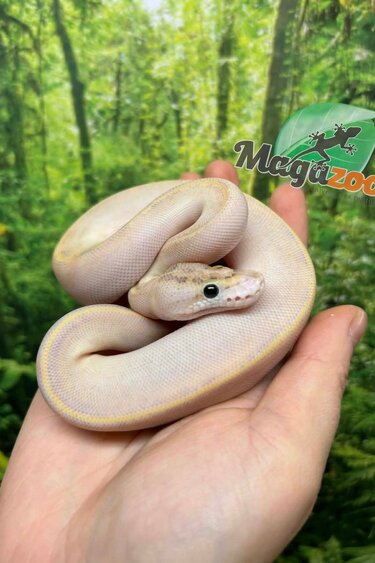 Magazoo Baby Ivory (het. Hypo)(50% het. pied) Ball Python #1 (May 14, 2026)