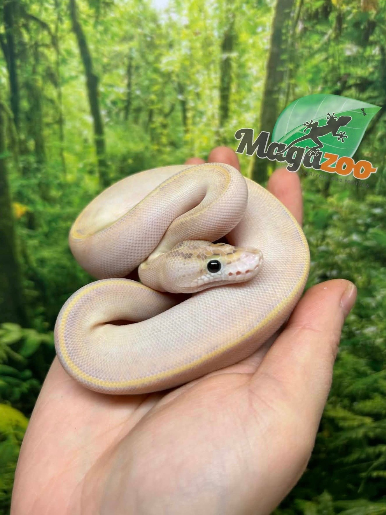 Magazoo Baby Ivory (het. Hypo)(50% het. pied) Ball Python #1 (May 14, 2026)