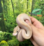 Magazoo Baby Ivory (het. Hypo)(50% het. pied) Ball Python #1 (May 14, 2026)
