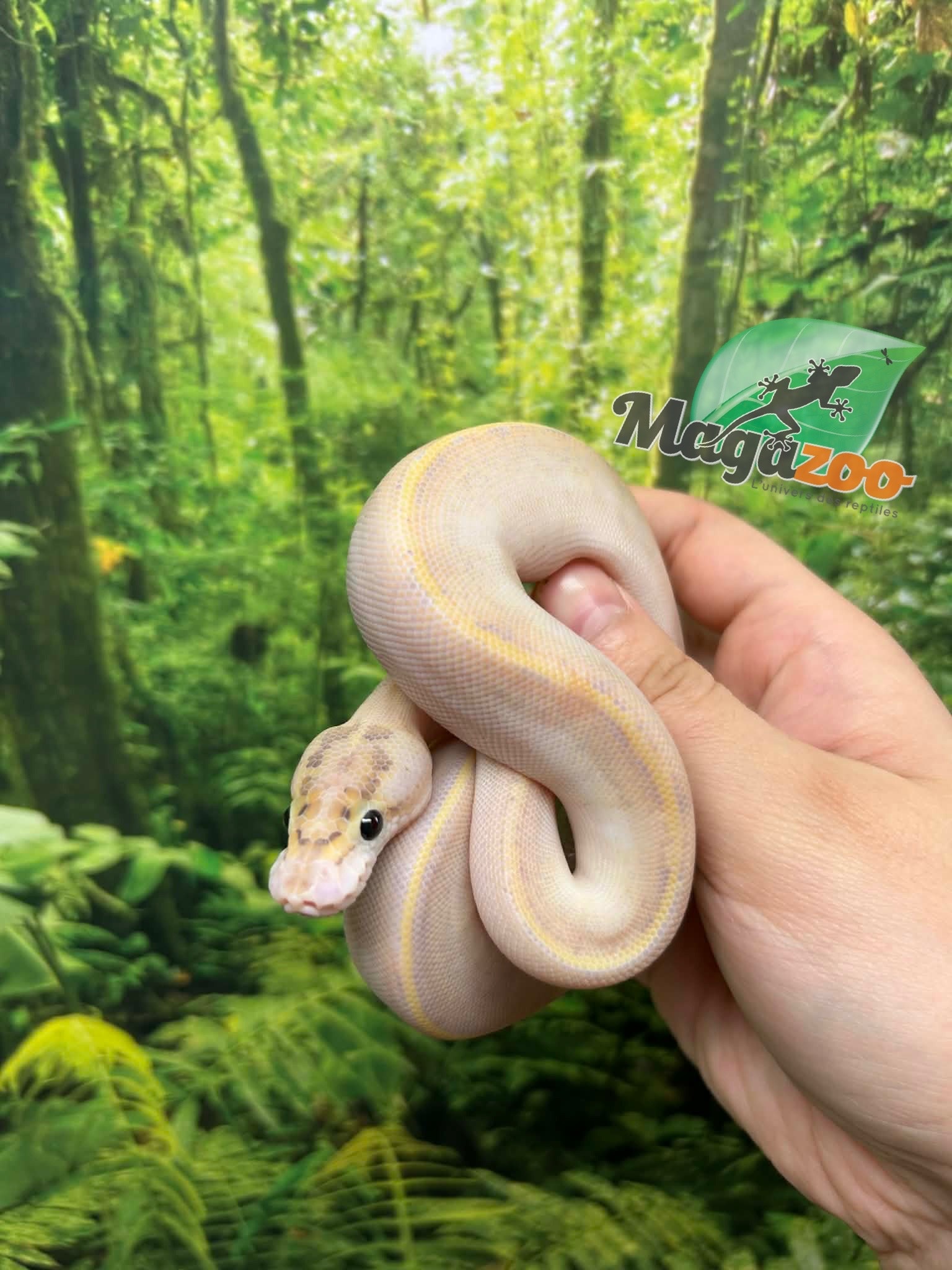 Magazoo Baby Ivory (het. Hypo)(50% het. pied) Ball Python #1 (May 14, 2026)