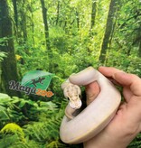 Magazoo Baby Ivory (het. Hypo)(50% het. pied) Ball Python #1 (May 14, 2026)