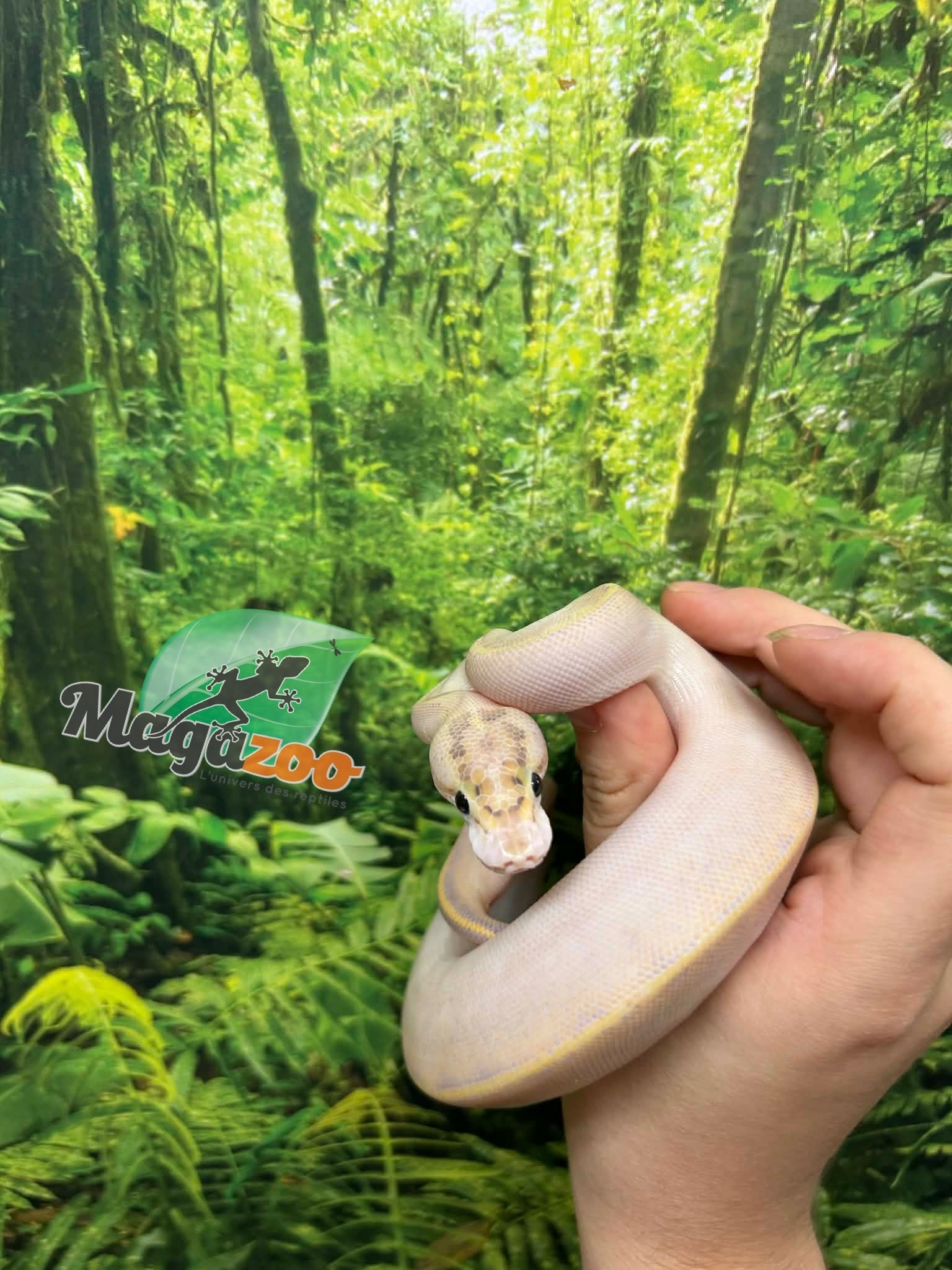 Magazoo Baby Ivory (het. Hypo)(50% het. pied) Ball Python #1 (May 14, 2026)