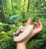 Magazoo Baby Ivory (het. Hypo)(50% het. pied) Ball Python #1 (May 14, 2026)