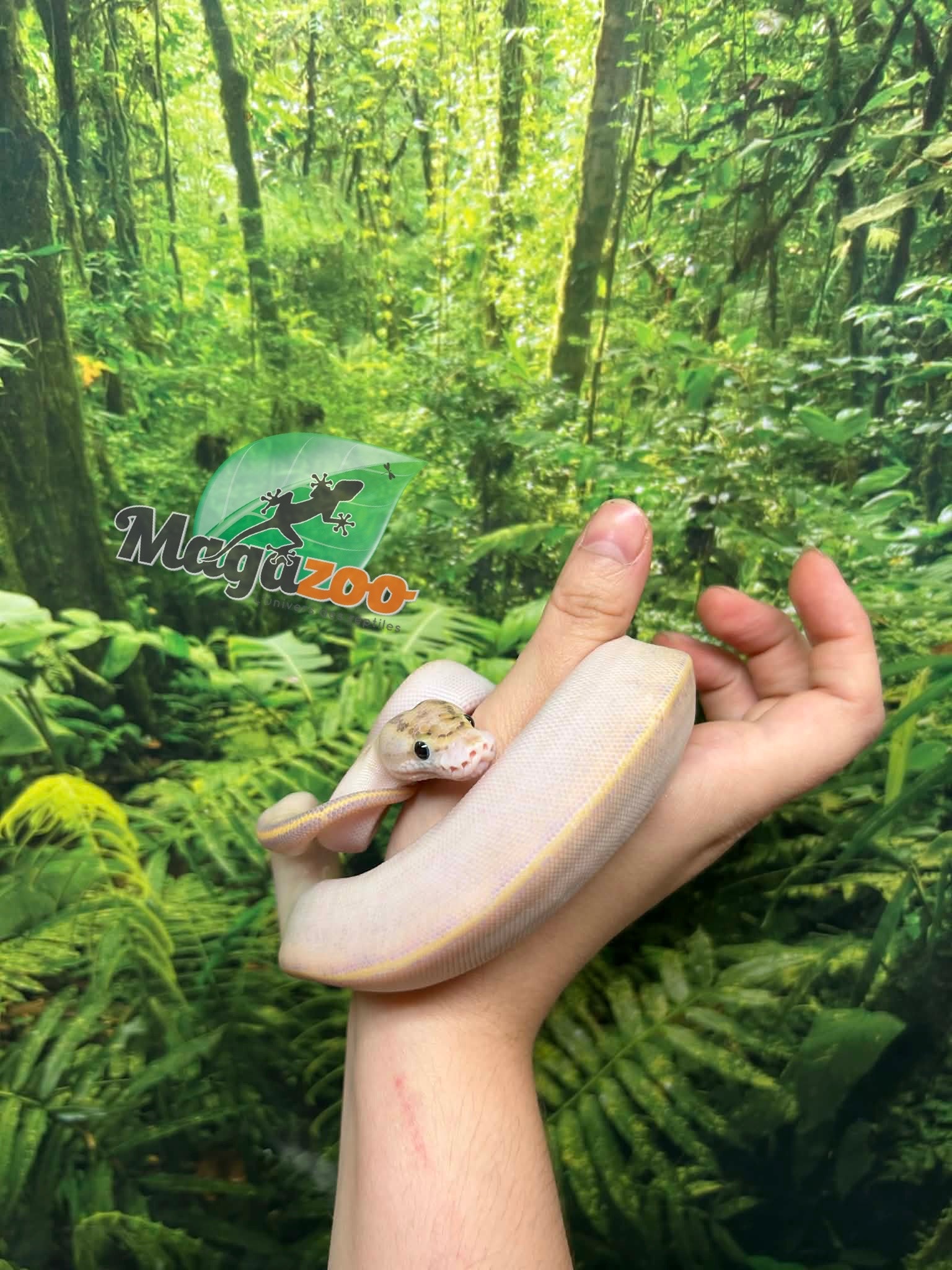 Magazoo Baby Ivory (het. Hypo)(50% het. pied) Ball Python #1 (May 14, 2026)