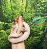 Magazoo Baby Ivory (het. Hypo)(50% het. pied) Ball Python #1 (May 14, 2026)
