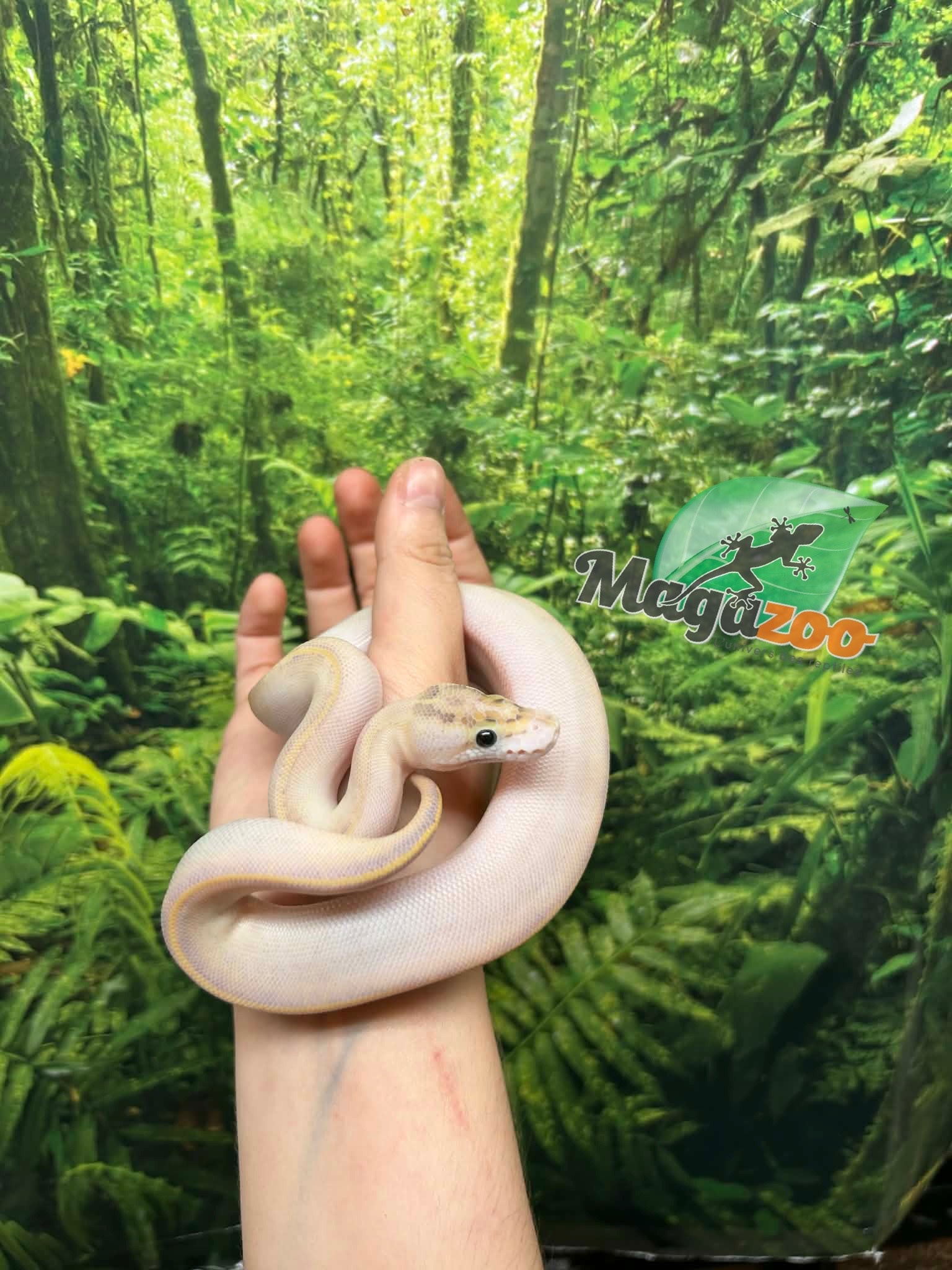Magazoo Baby Ivory (het. Hypo)(50% het. pied) Ball Python #1 (May 14, 2026)