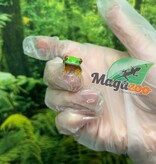 Magazoo Baby Red eyes tree frog (captive born)