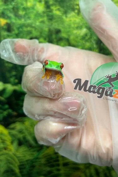 Magazoo Baby Red eyes tree frog (captive born)