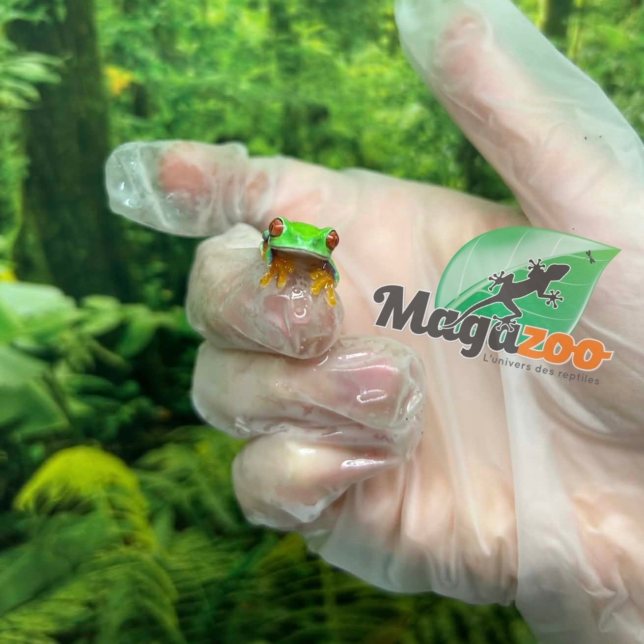 Magazoo Baby Red eyes tree frog (captive born)