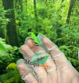 Magazoo Baby Red eyes tree frog (captive born)