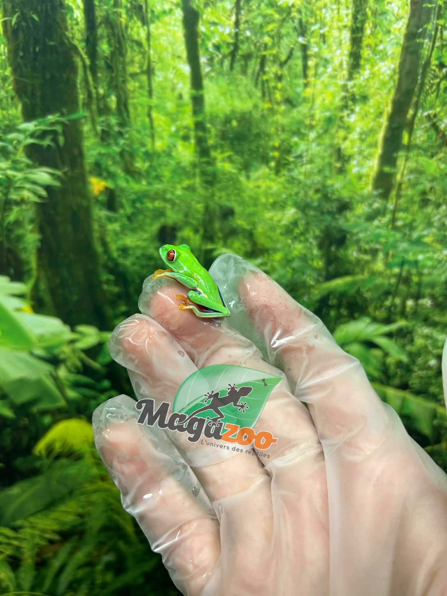 Magazoo Rainette aux Yeux Rouges Bébé  (née en captivité)