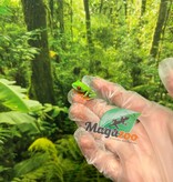 Magazoo Baby Red eyes tree frog (captive born)