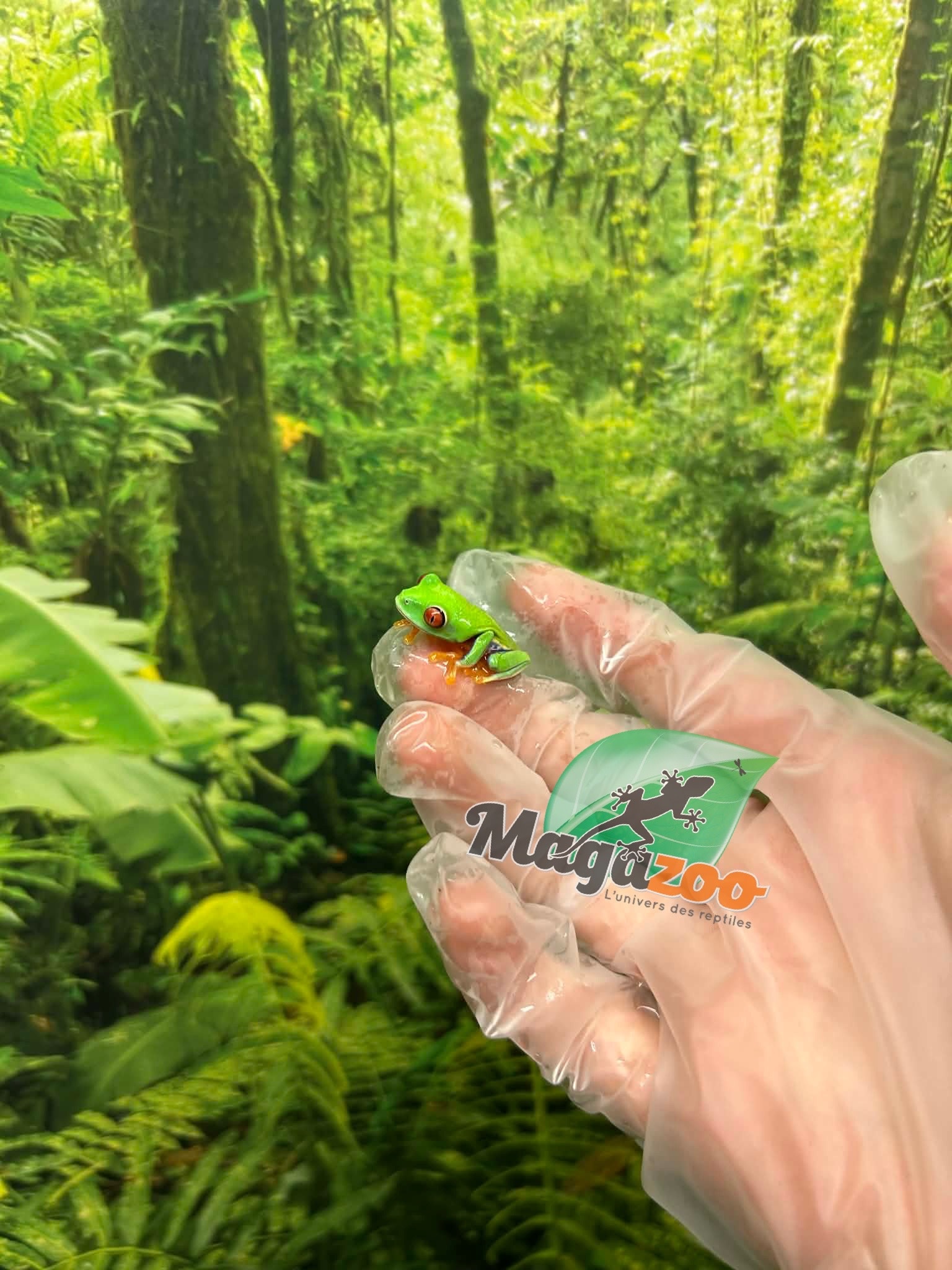 Magazoo Baby Red eyes tree frog (captive born)