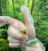 Magazoo Baby Red eyes tree frog (captive born)