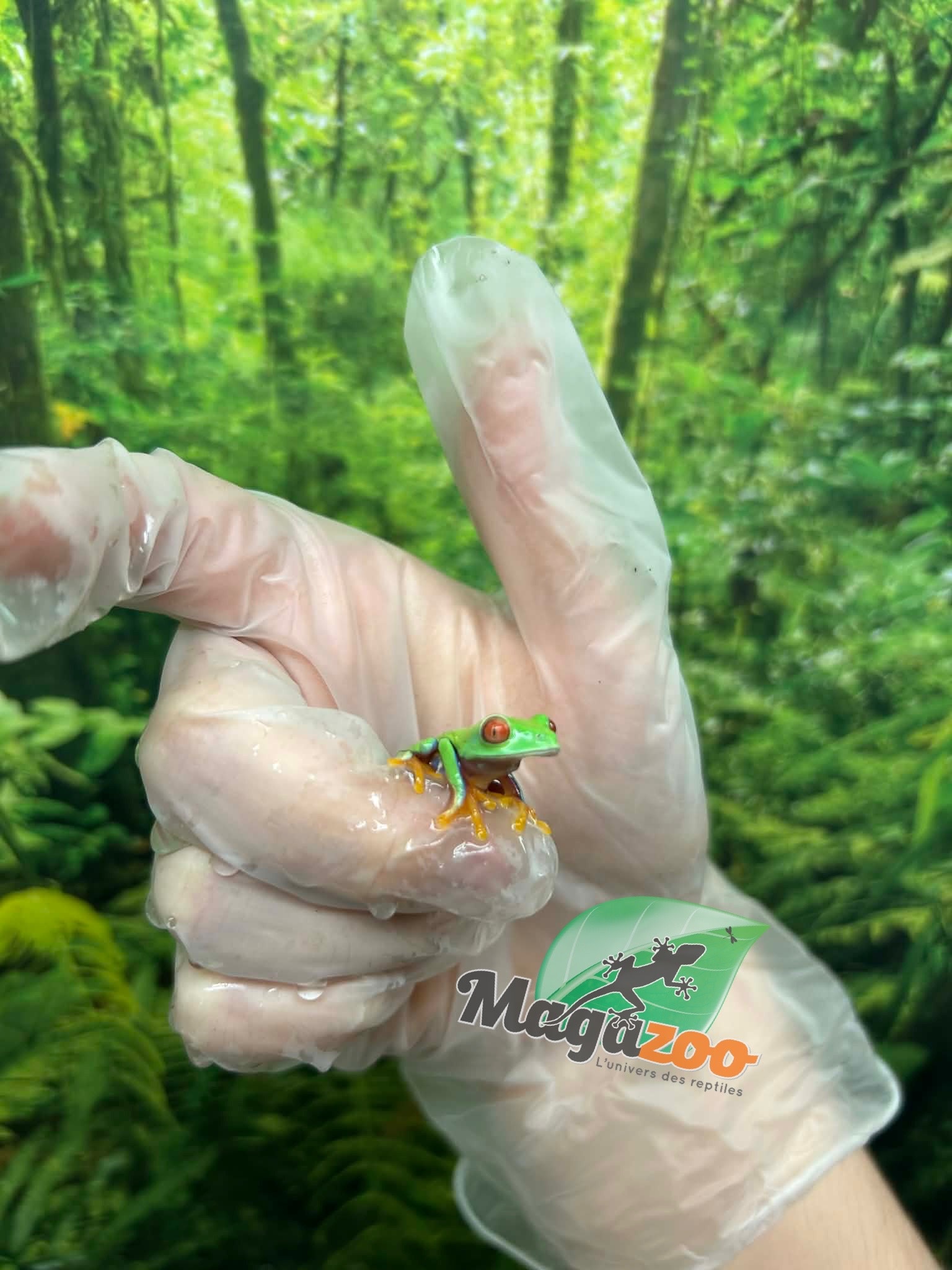 Magazoo Rainette aux Yeux Rouges Bébé  (née en captivité)