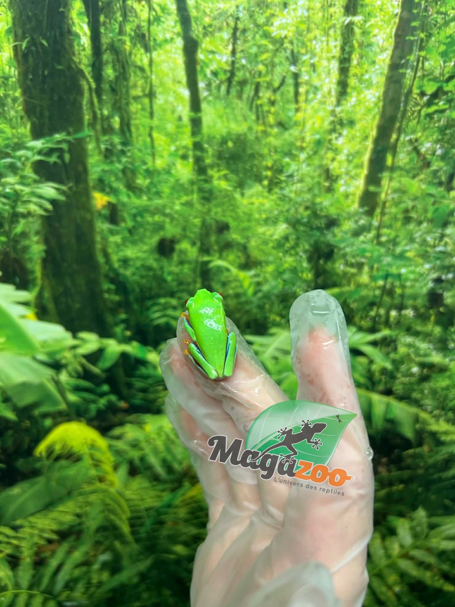 Magazoo Baby Red eyes tree frog (captive born)