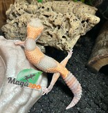 Magazoo Baby Albino Fat-tailed Gecko
