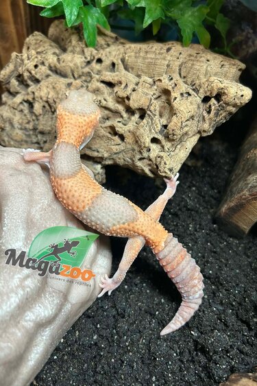 Magazoo Baby Albino Fat-tailed Gecko