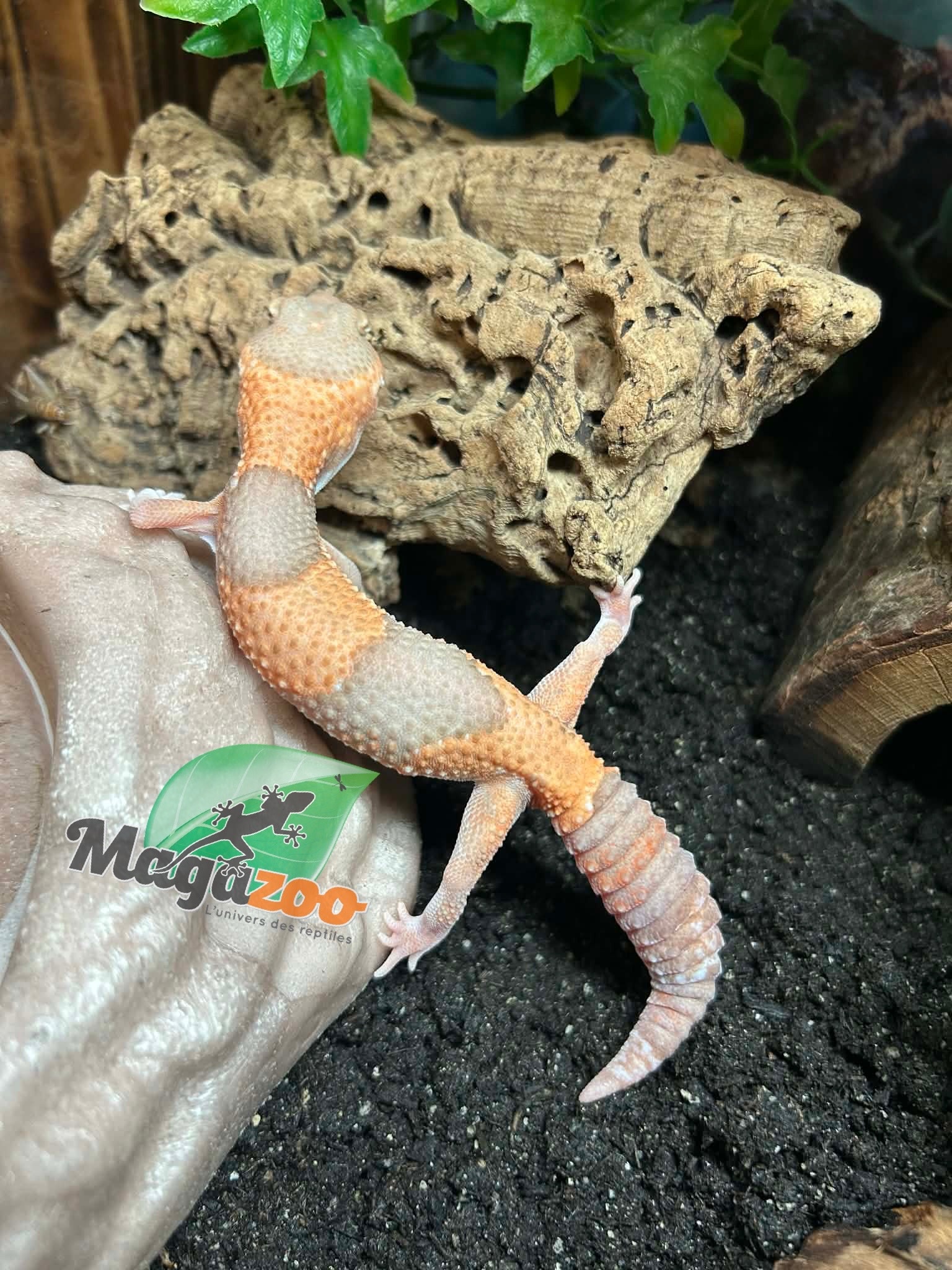 Magazoo Baby Albino Fat-tailed Gecko