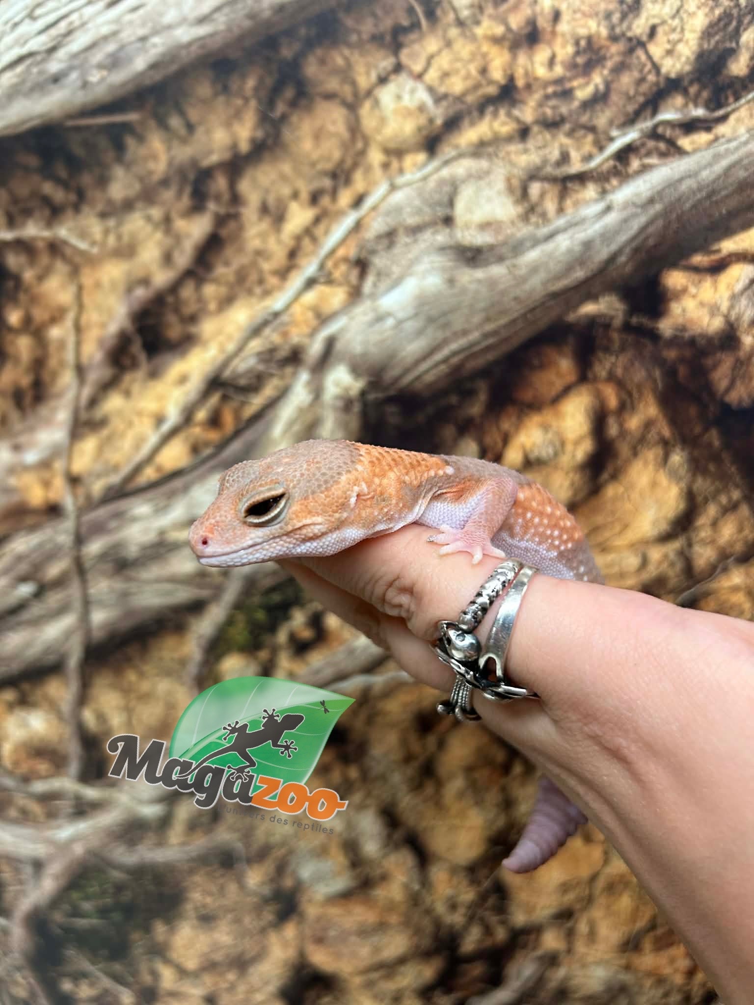 Magazoo Gecko à queue grasse Albino  (Fat tail)