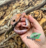 Magazoo Baby Albino Fat-tailed Gecko