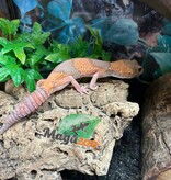 Magazoo Baby Albino Fat-tailed Gecko