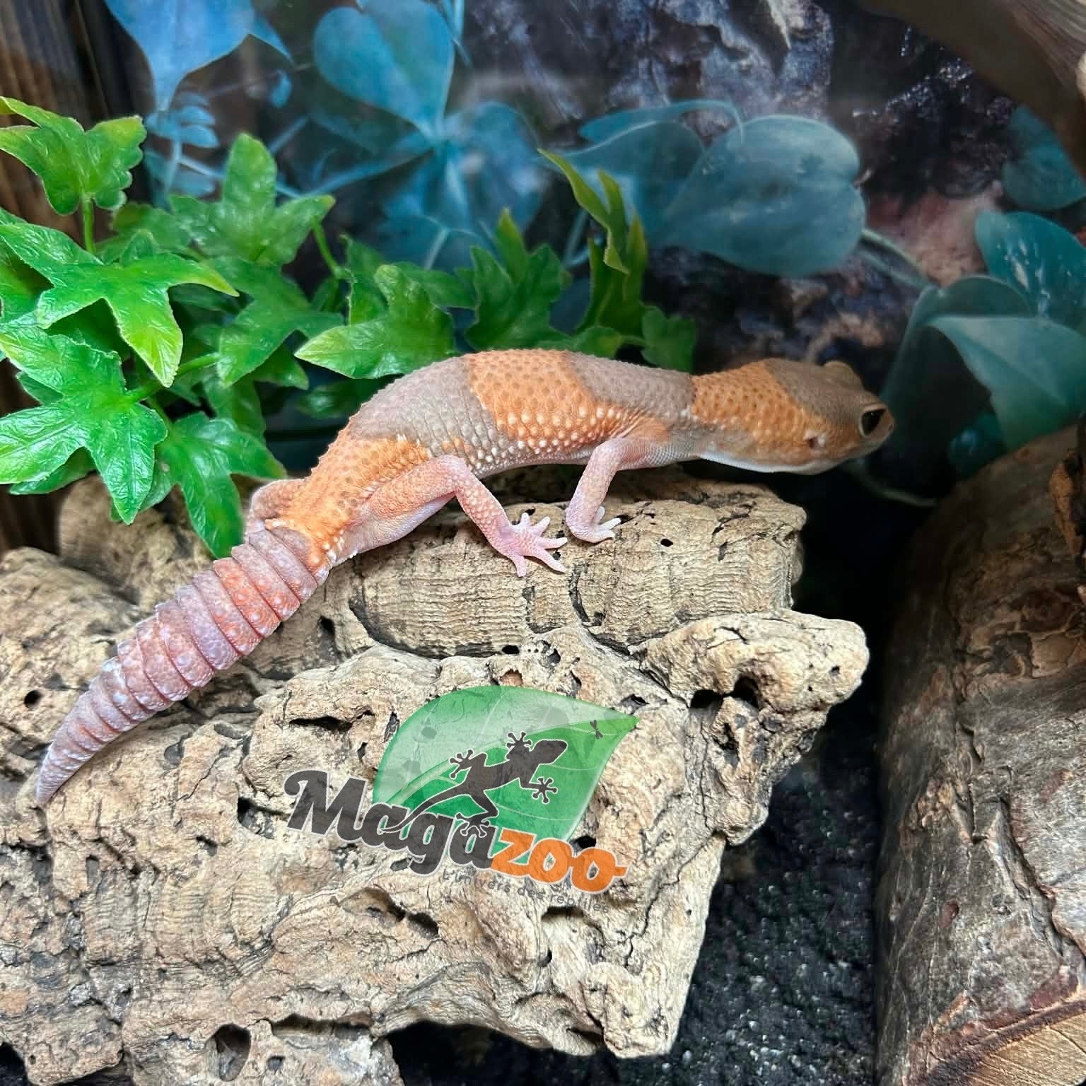 Magazoo Gecko à queue grasse Albino  (Fat tail)
