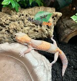 Magazoo Baby Albino Fat-tailed Gecko