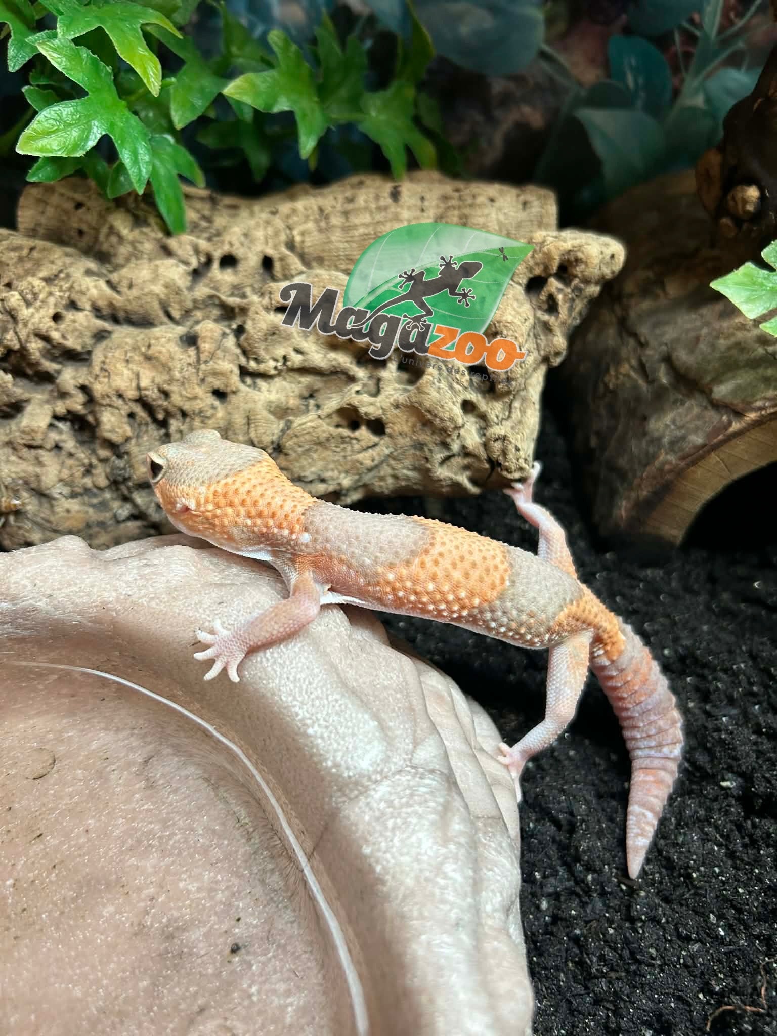 Magazoo Gecko à queue grasse Albino  (Fat tail)