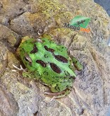 Magazoo Grenouille Cornue d'Argentine Verte (Pac Man)