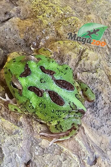 Magazoo Grenouille Cornue d'Argentine Verte (Pac Man)