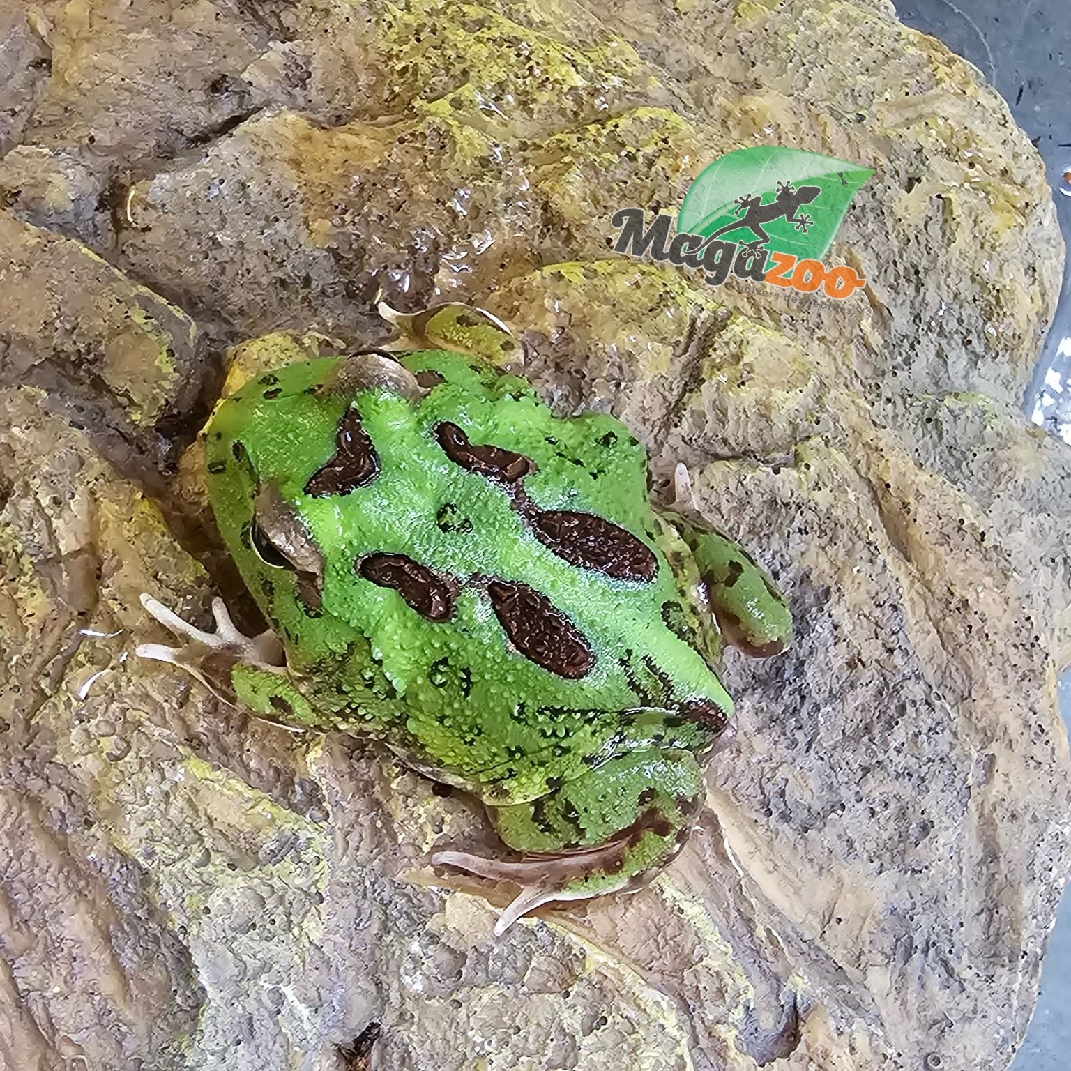 Magazoo Green horned frog (PacMan)