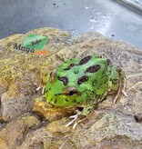 Magazoo Grenouille Cornue d'Argentine Verte (Pac Man)